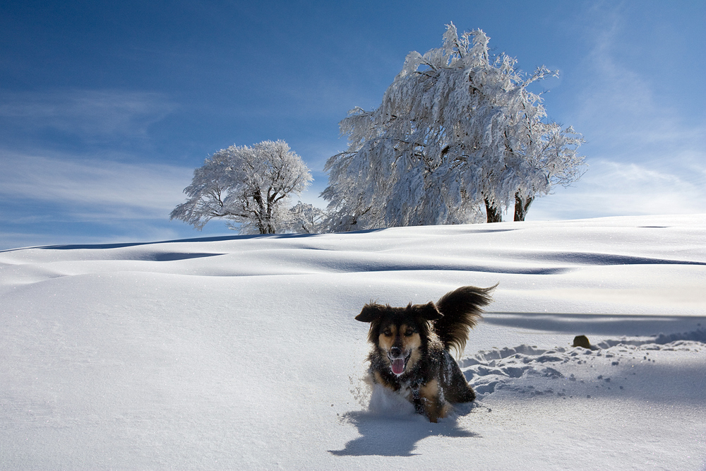 Winterfreuden