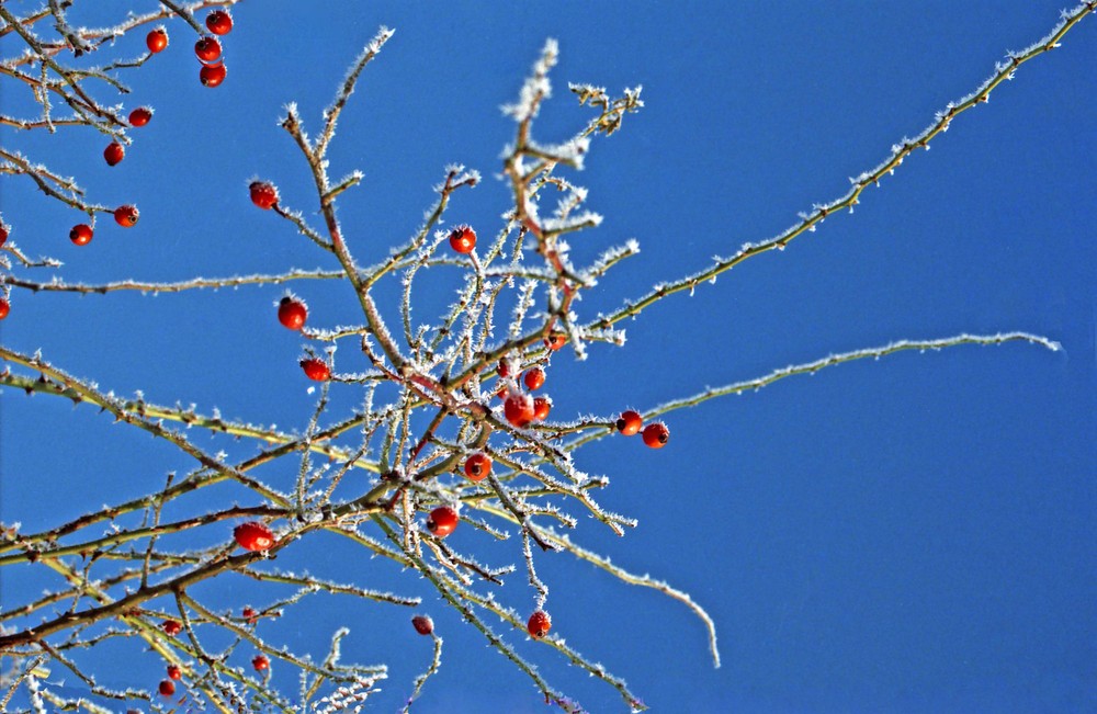 Winterfreuden