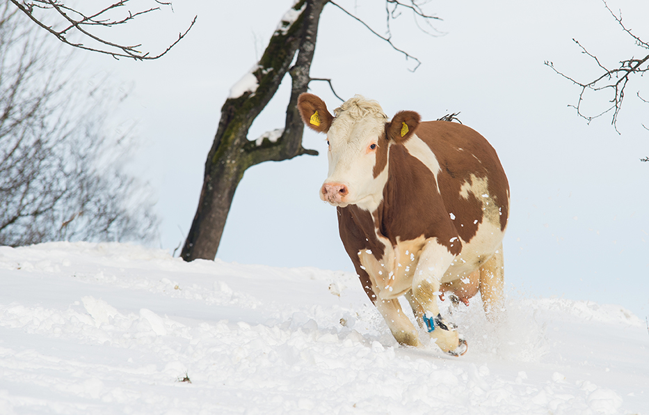 Winterfreuden