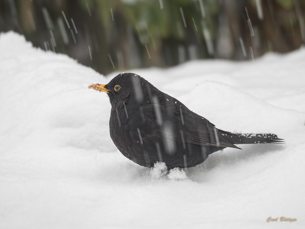 Winterfreuden? Amsel