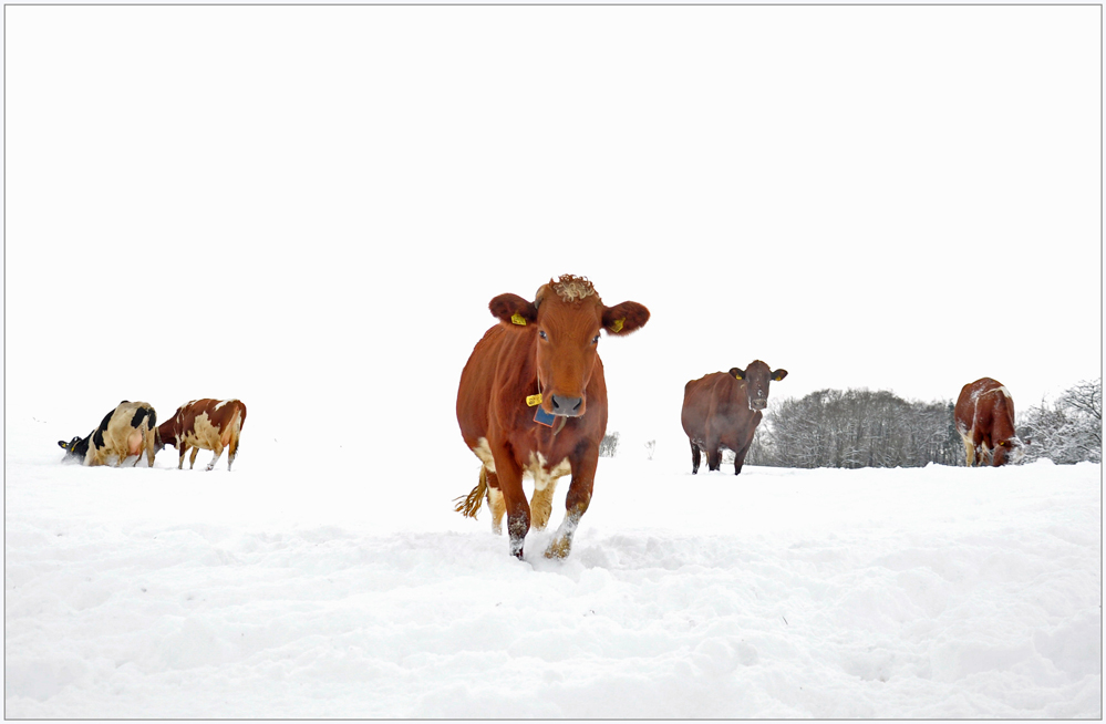 Winterfreuden