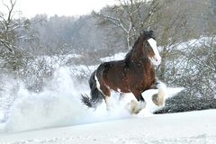 Winterfreuden