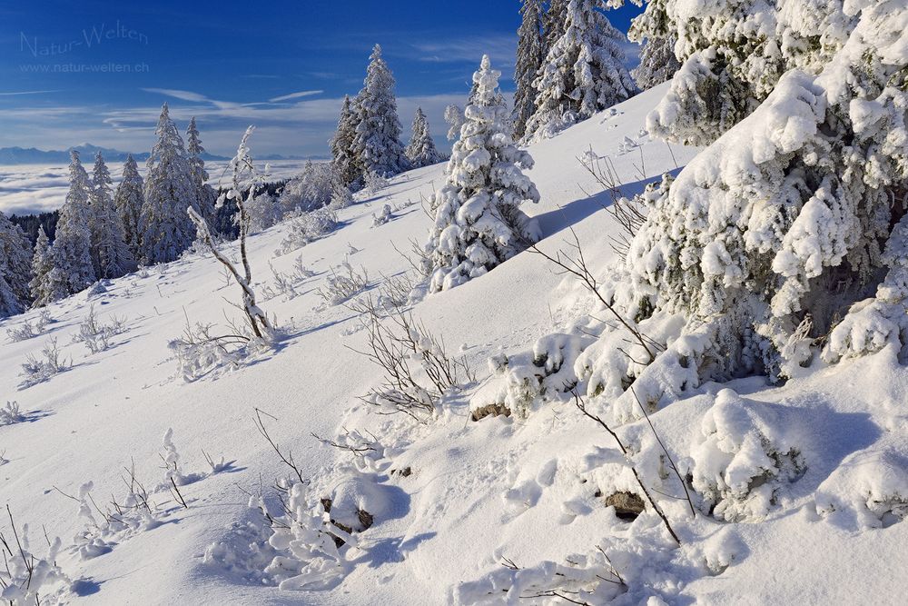 Winterfreuden