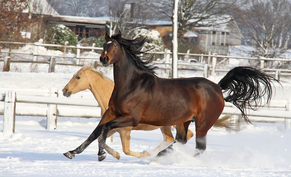 Winterfreuden