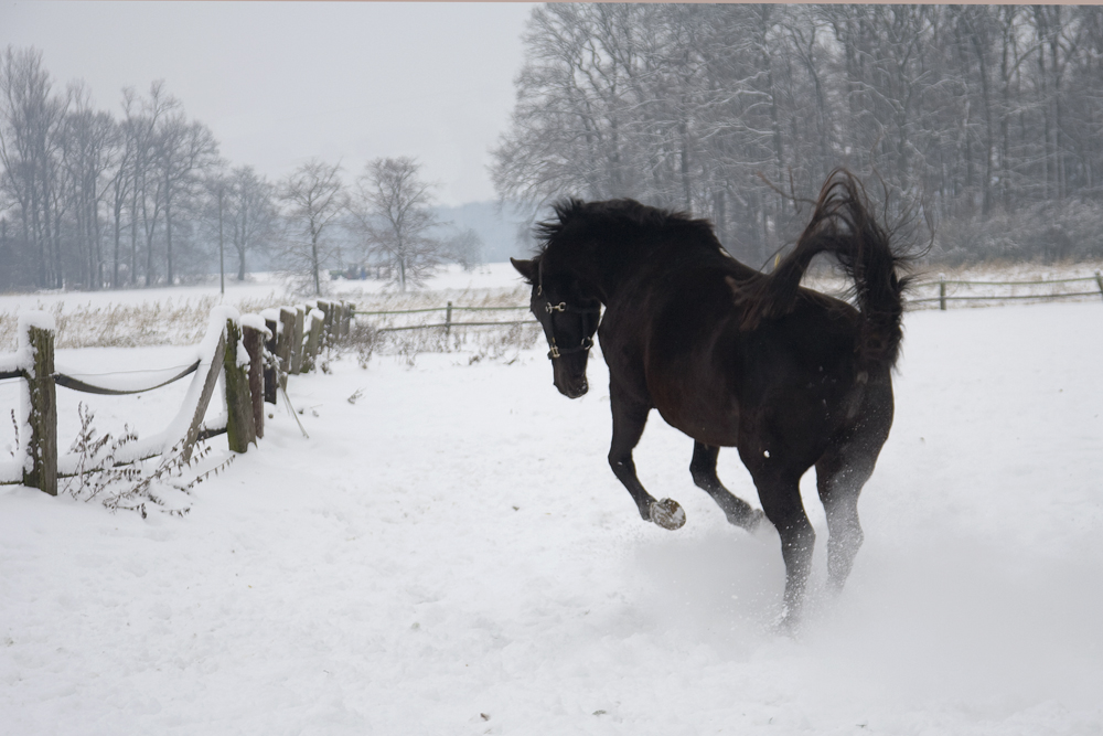 Winterfreuden