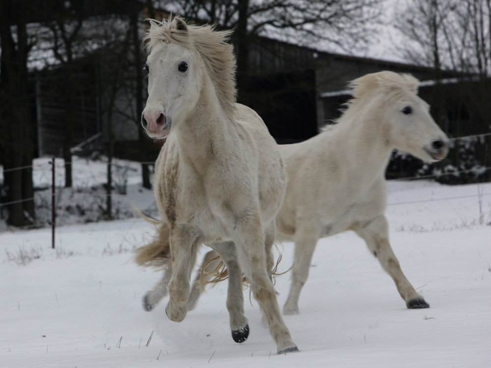 Winterfreuden