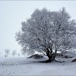 Winterfreuden eines Langläufers...