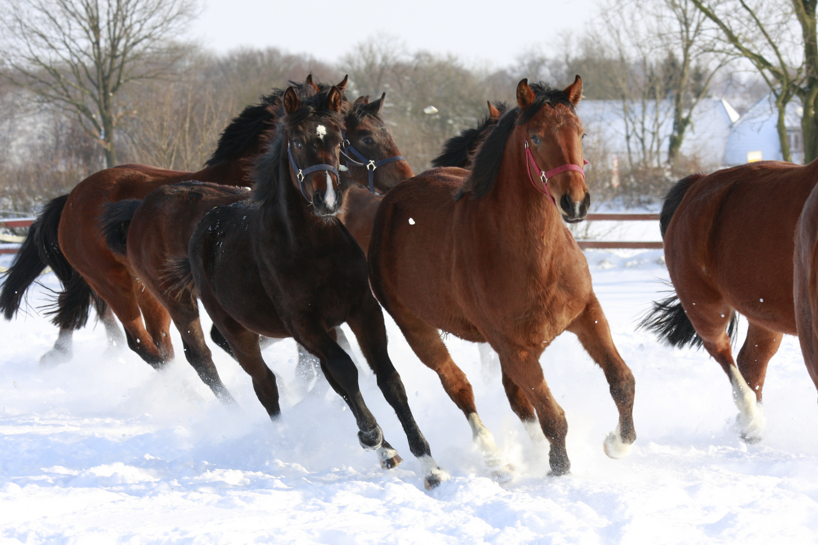 Winterfreuden