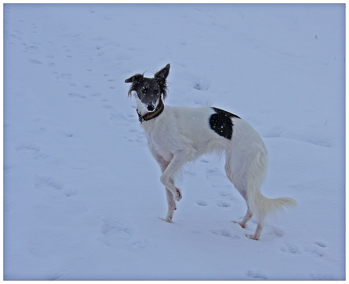 Winterfreuden I