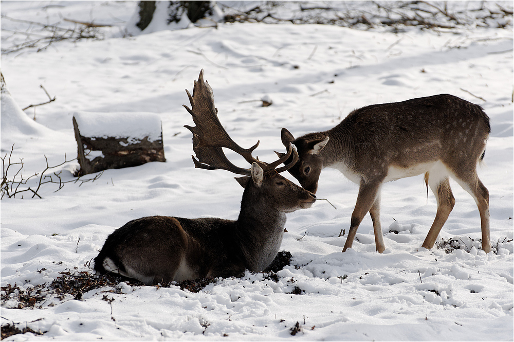 Winterfreuden im Wildpark