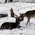 Winterfreuden im Wildpark