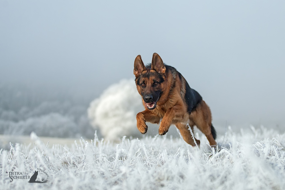 Winterfreuden - Yack