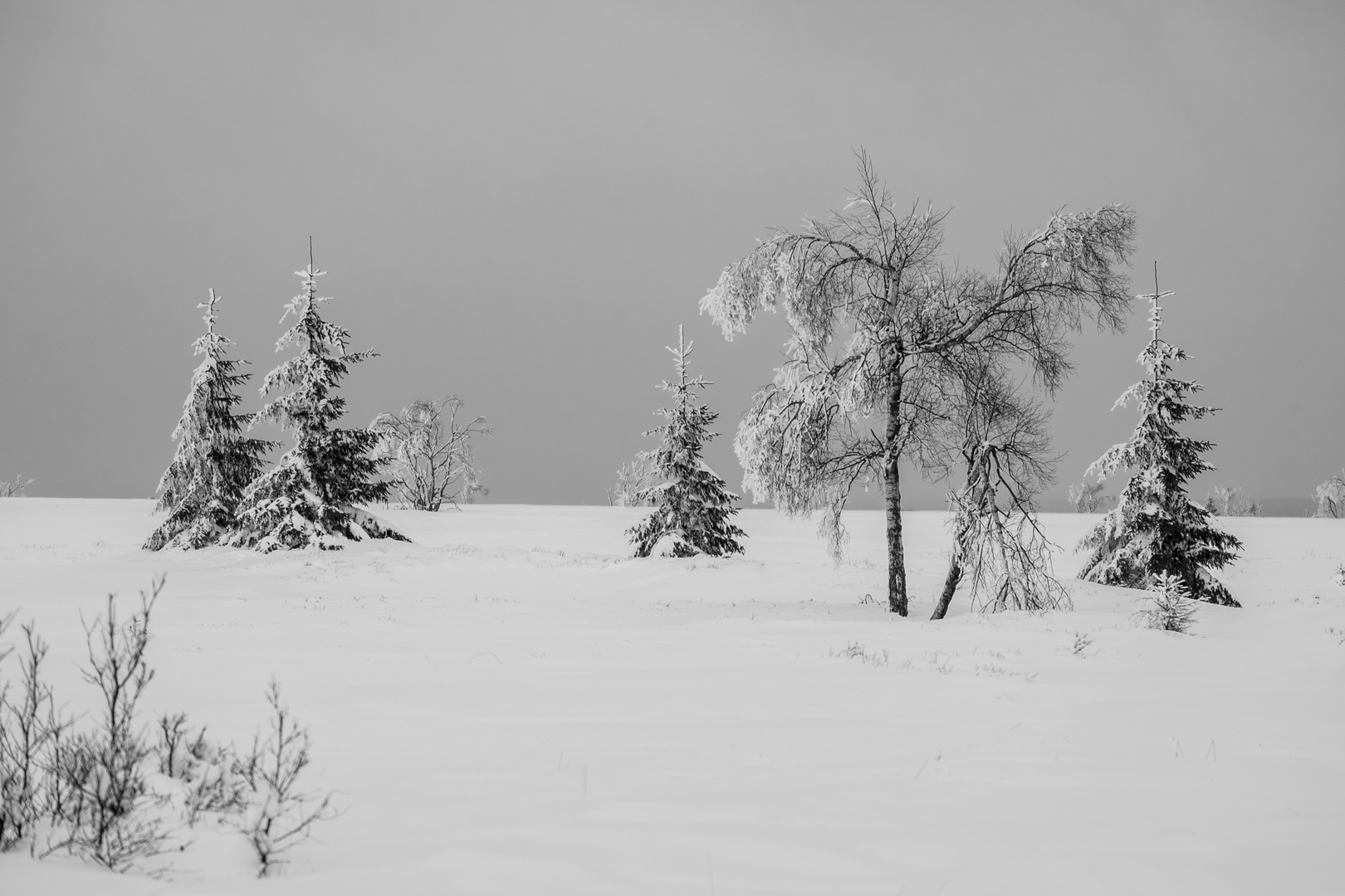 Winterfrieden Im Hohen Venn