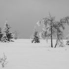 Winterfrieden Im Hohen Venn