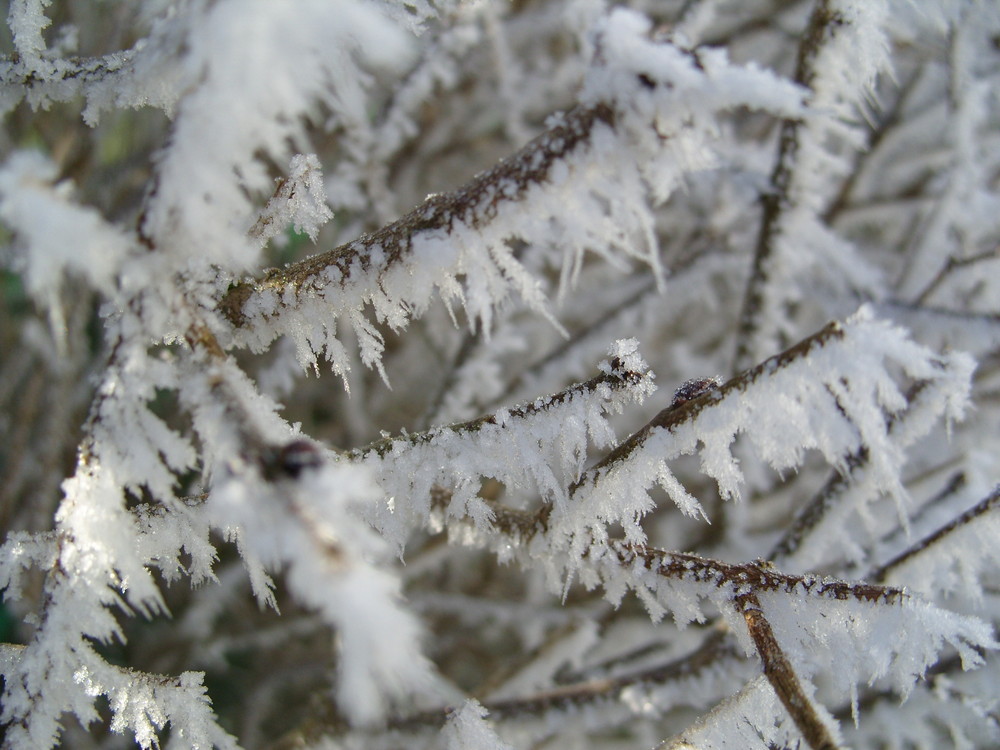 Winterfrost