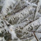 Winterfrost