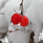 Winterfrucht