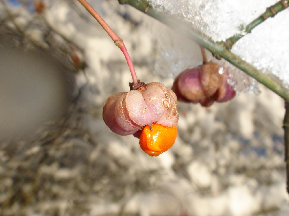 Winterfrucht