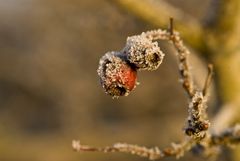 Winterfrucht