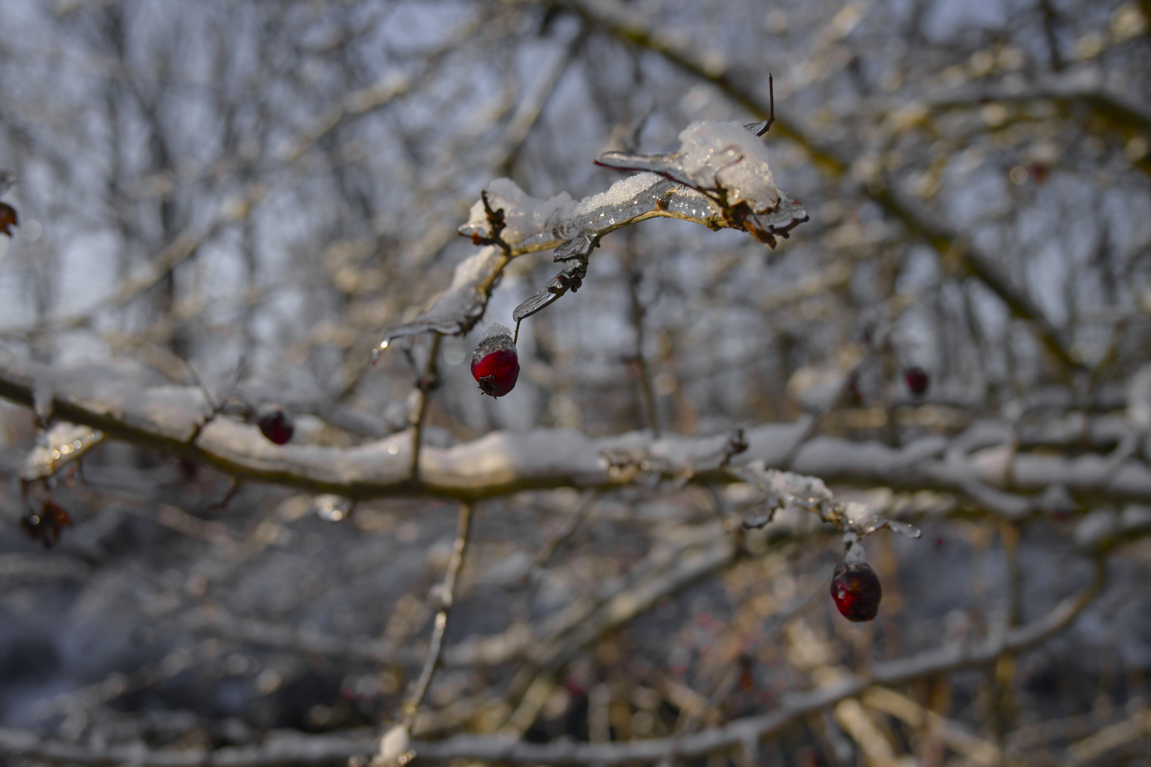 Winterfrucht