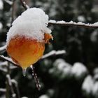 Winterfrucht