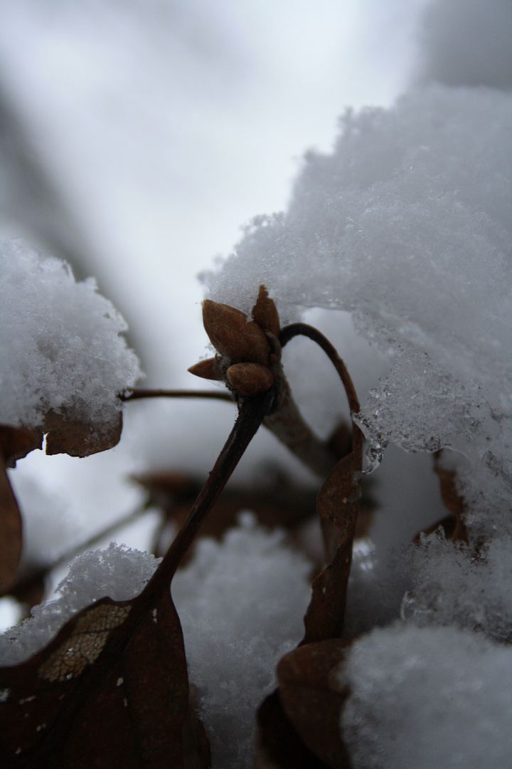 Winterfrucht