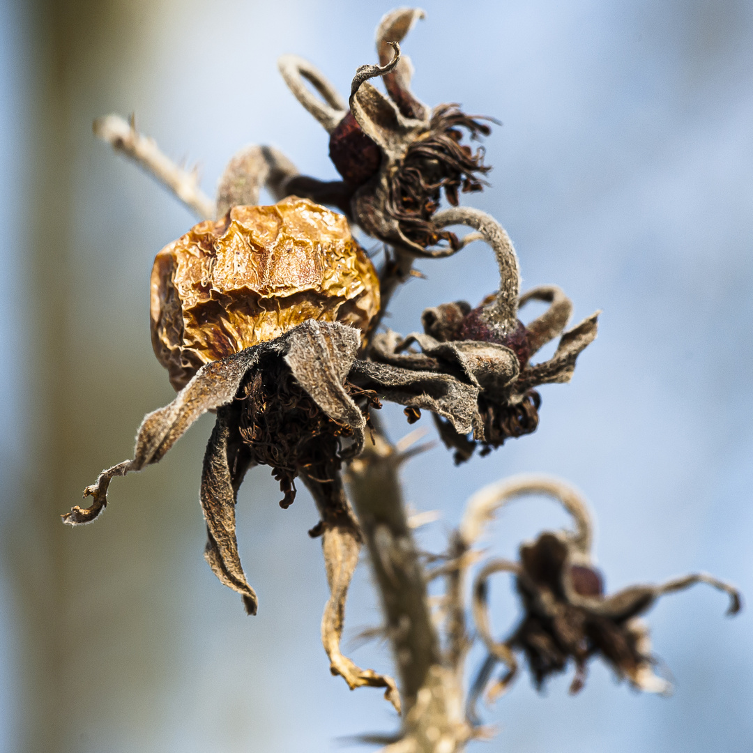 Winterfrucht (die zweite)