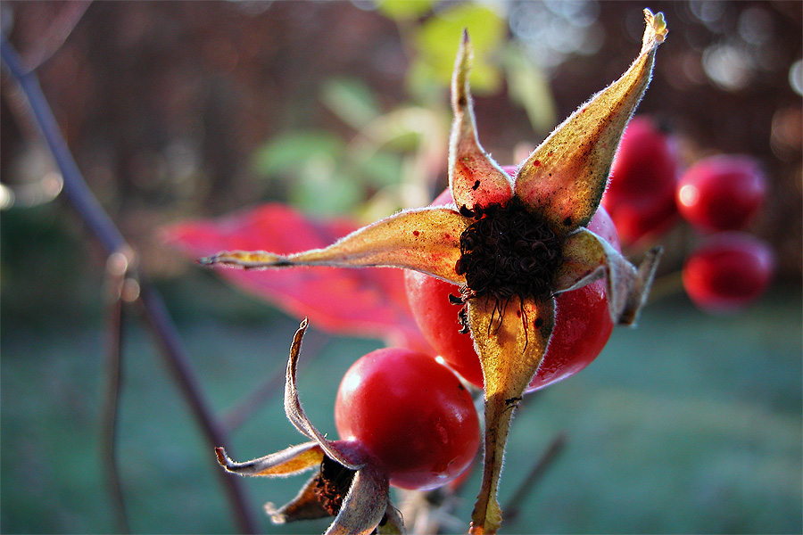 Winterfrucht - I