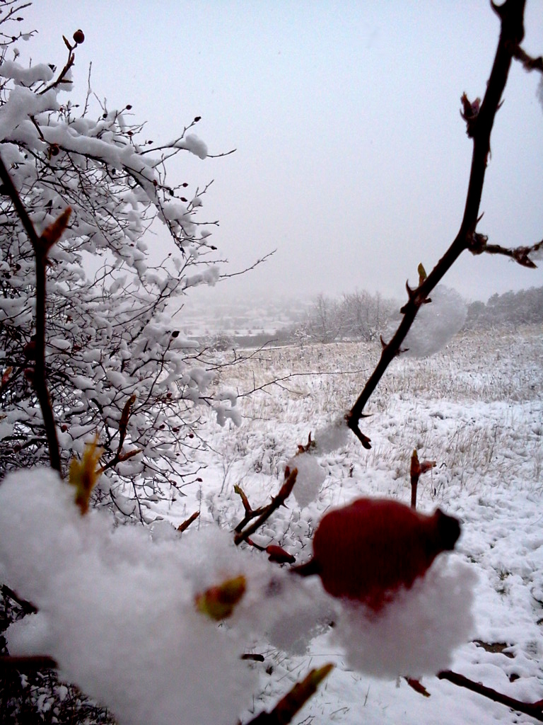 Winterfruchtpanorama