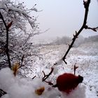 Winterfruchtpanorama