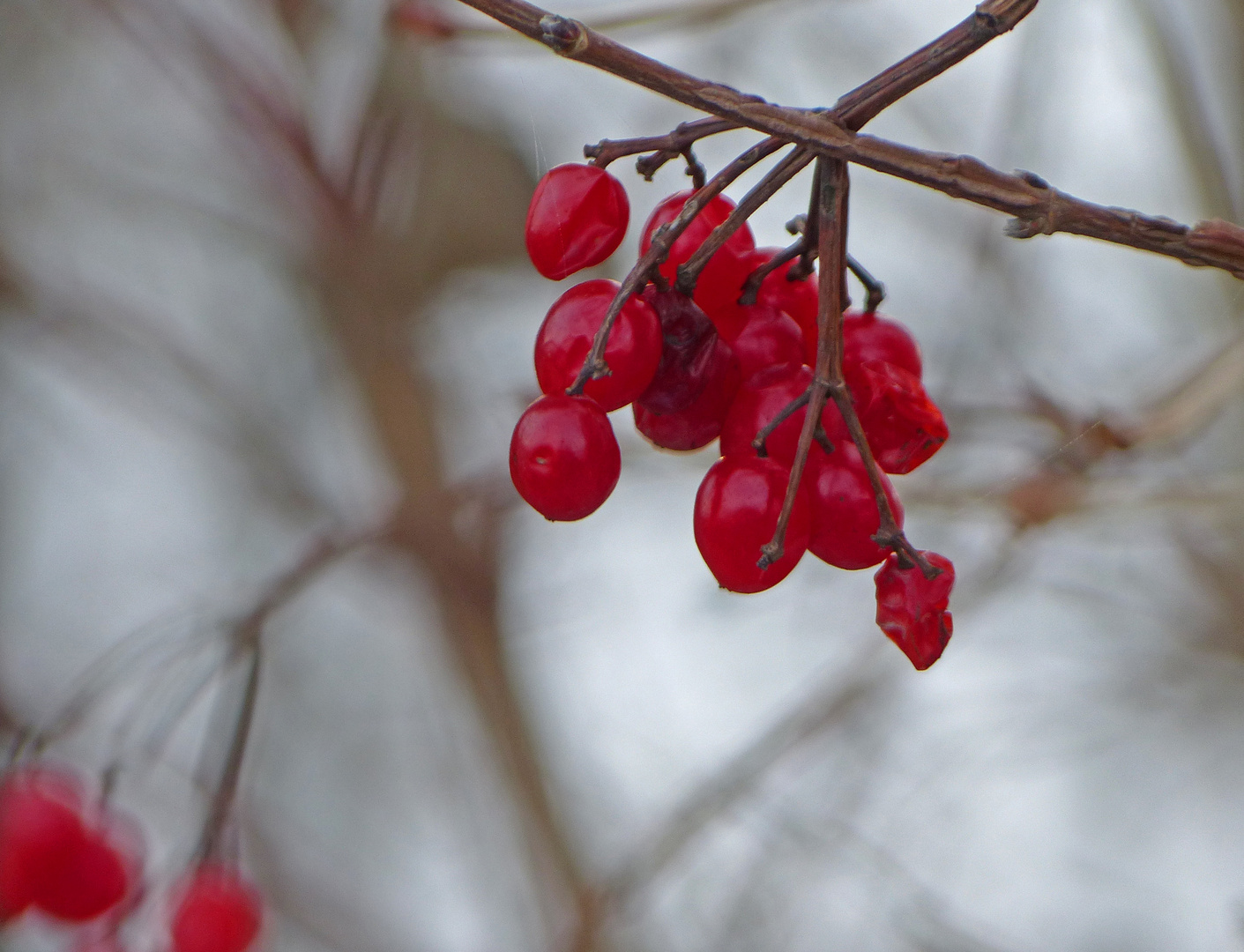 Winterfrüchtchen