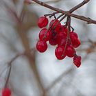 Winterfrüchtchen