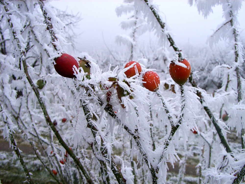 Winterfrüchte