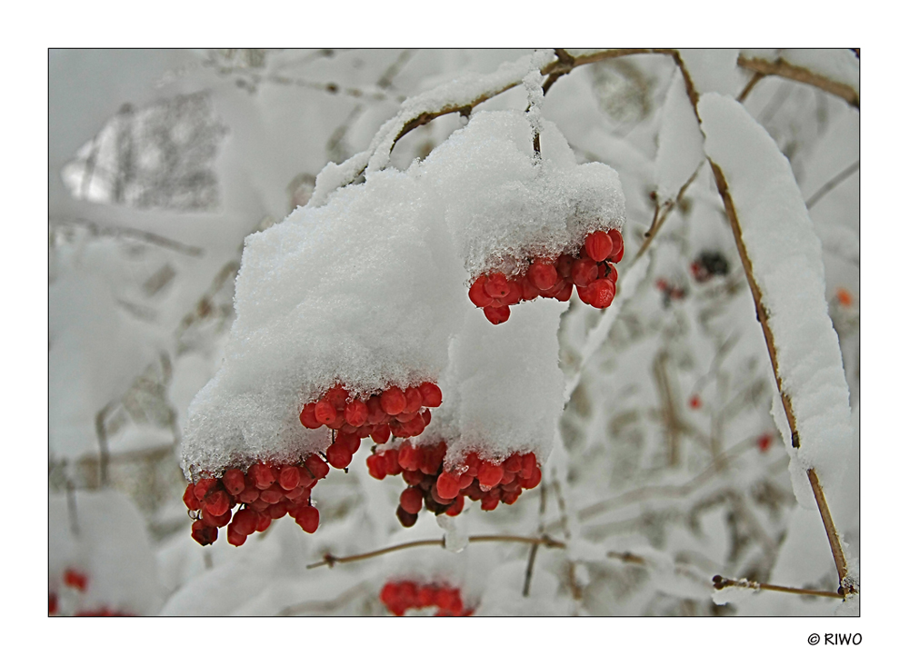 Winterfrüchte.................