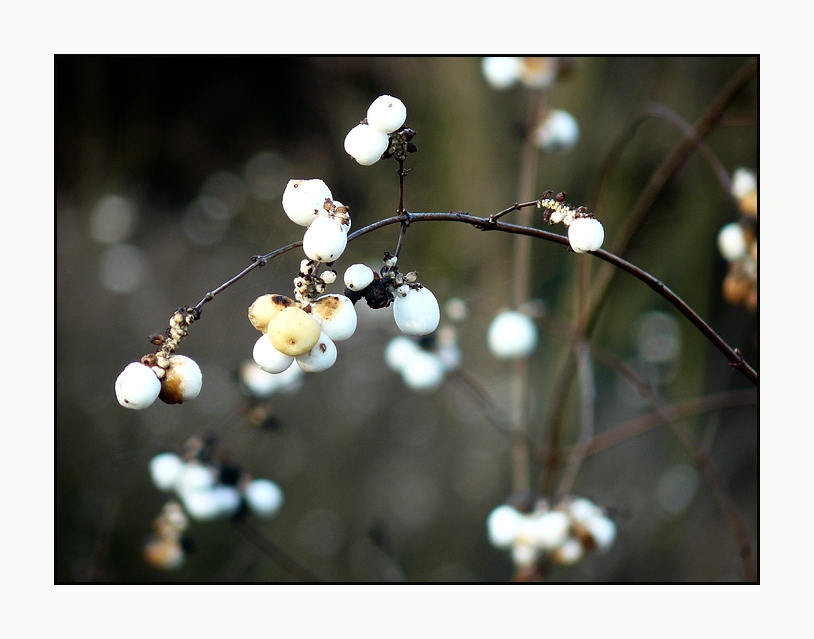 *Winter.früchte*