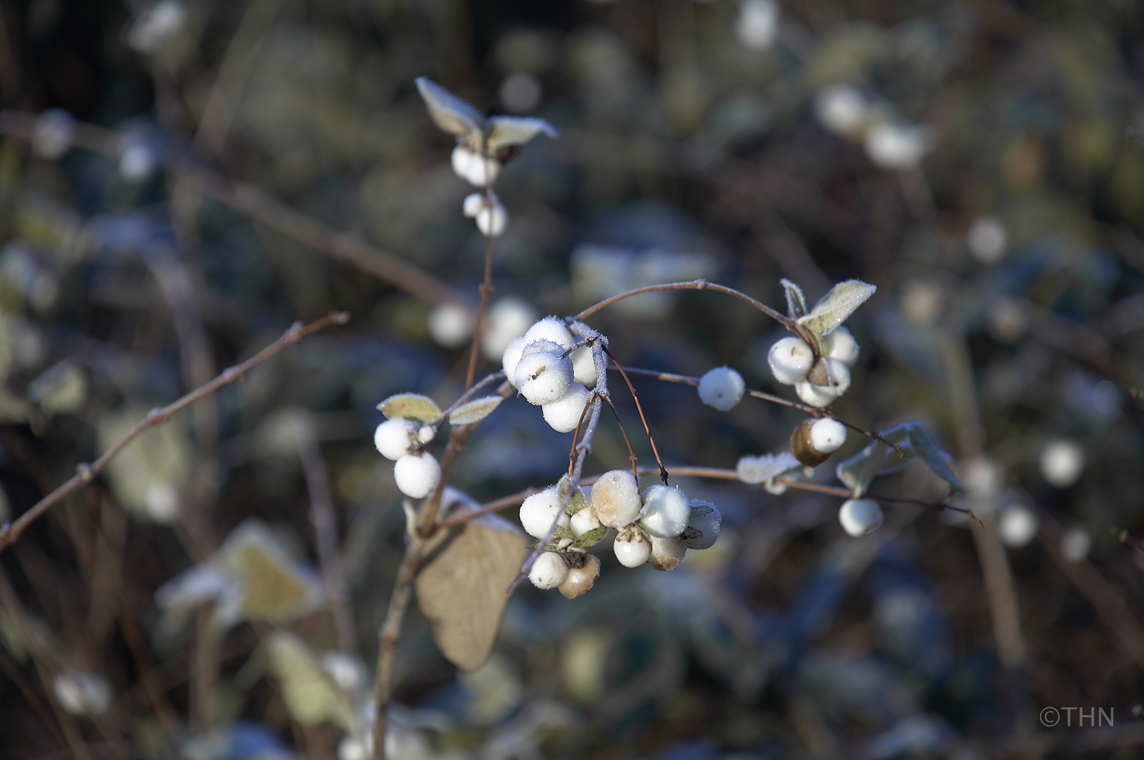 Winterfrüchte