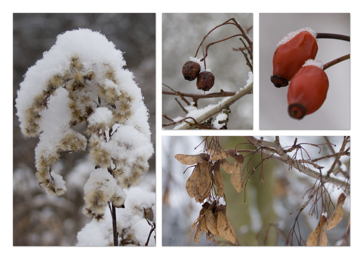 Winterfrüchte