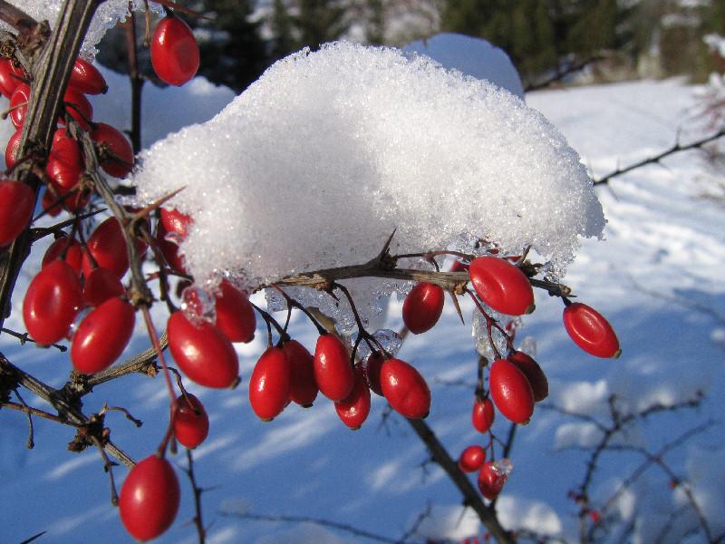 Winterfrüchte