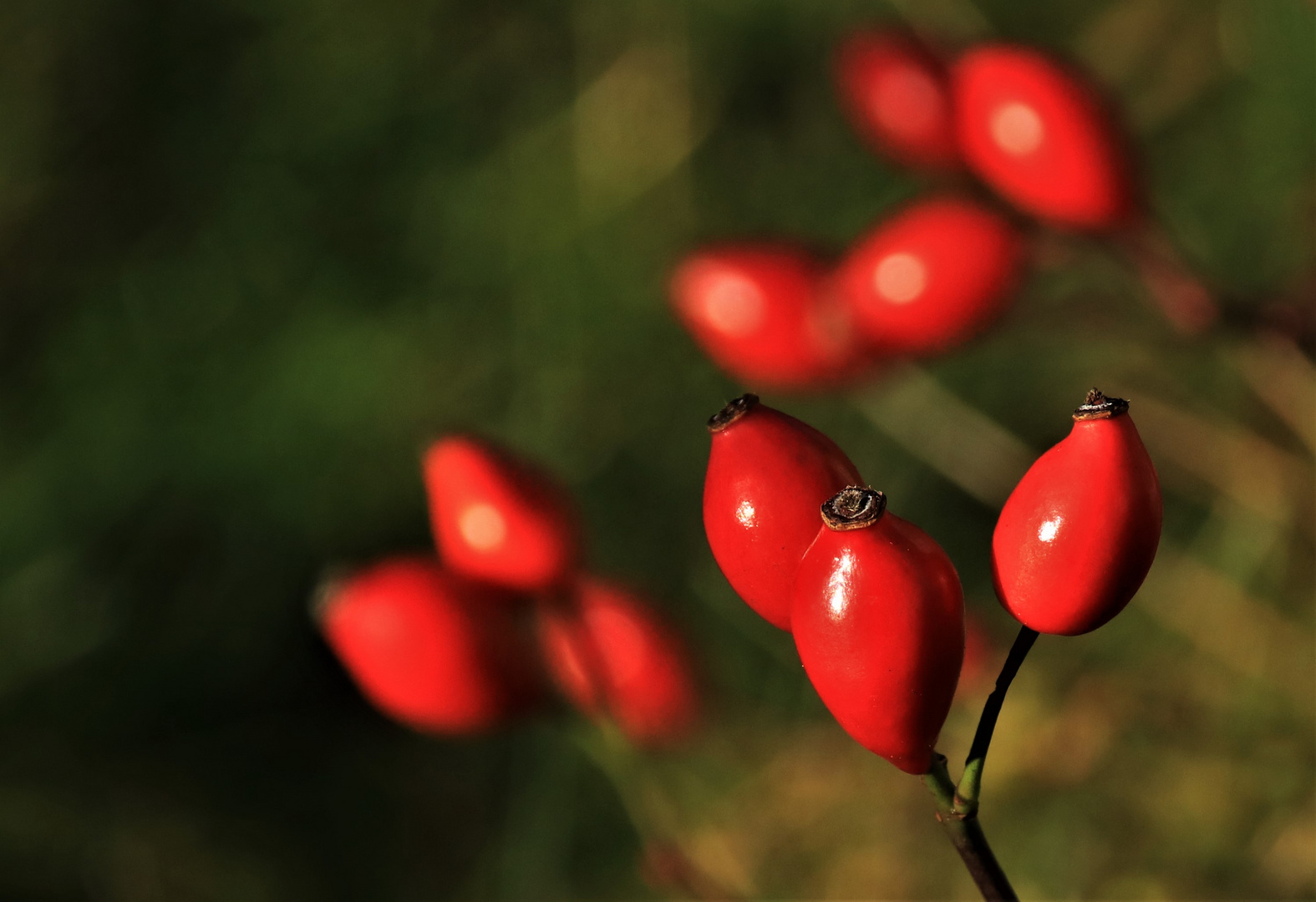 Winterfrüchte