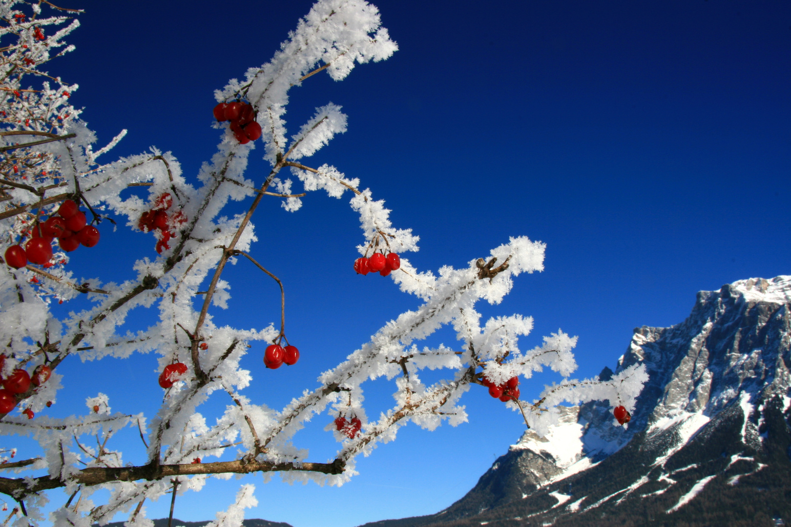 winterfrüchte am zugspitze