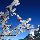 winterfrüchte am zugspitze