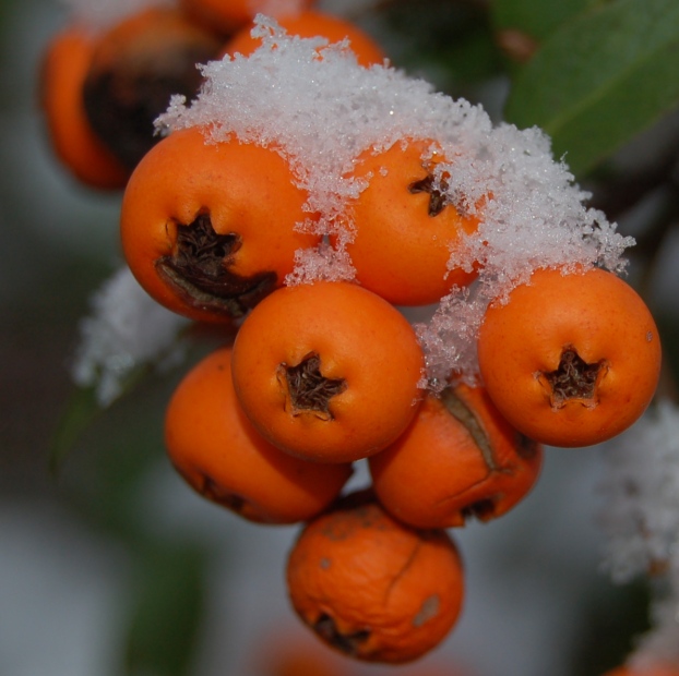 Winterfrüchte