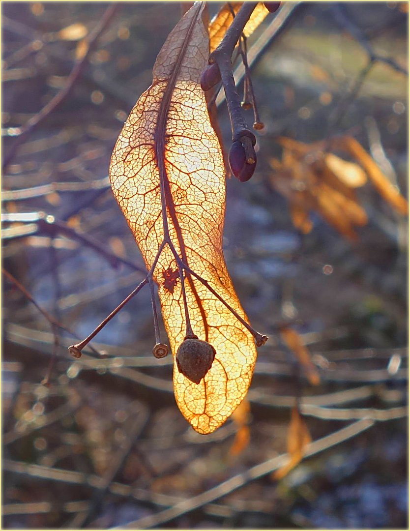 Winterfrüchte