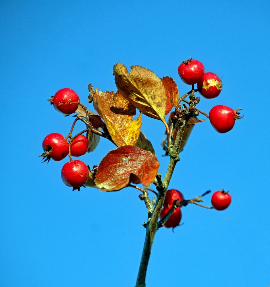 Winterfrüchte