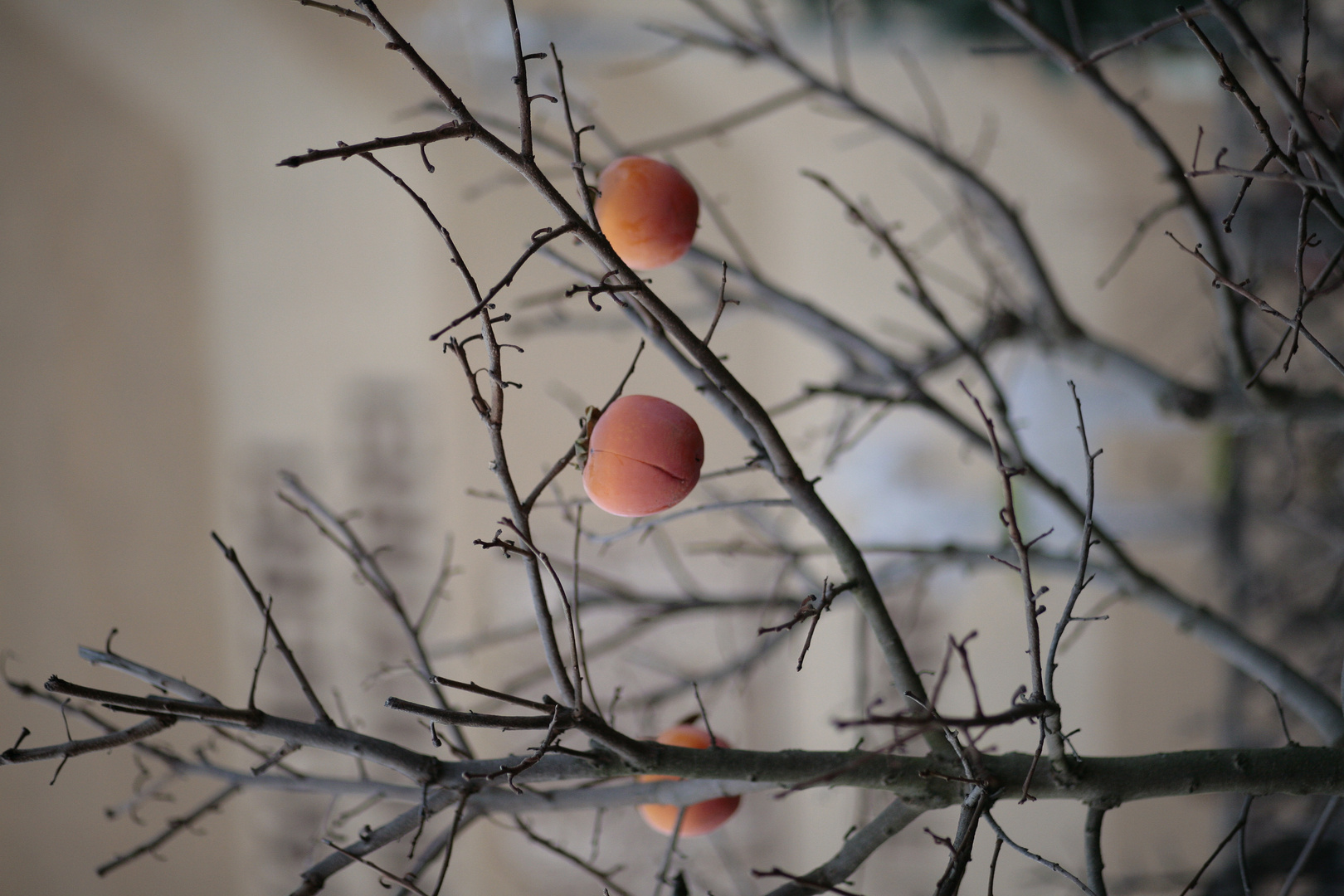 Winterfrüchte - Winter fruits