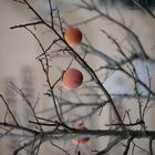 Winterfrüchte - Winter fruits