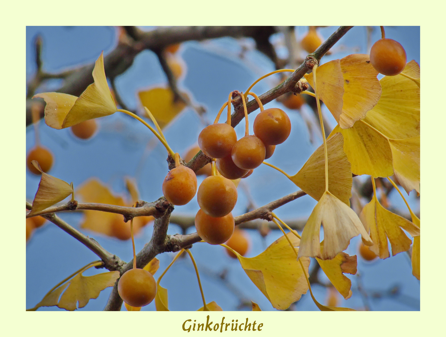 Winterfrüchte zum Mittwoch