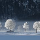 ~ Winterfrühling ~