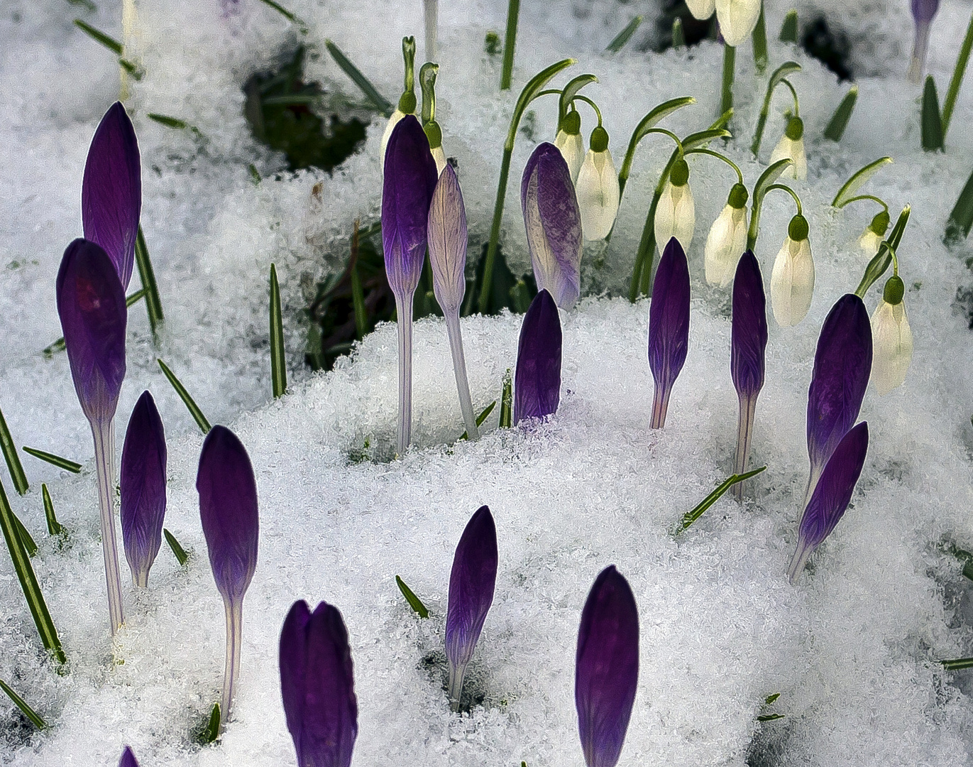 Winterfrühling....