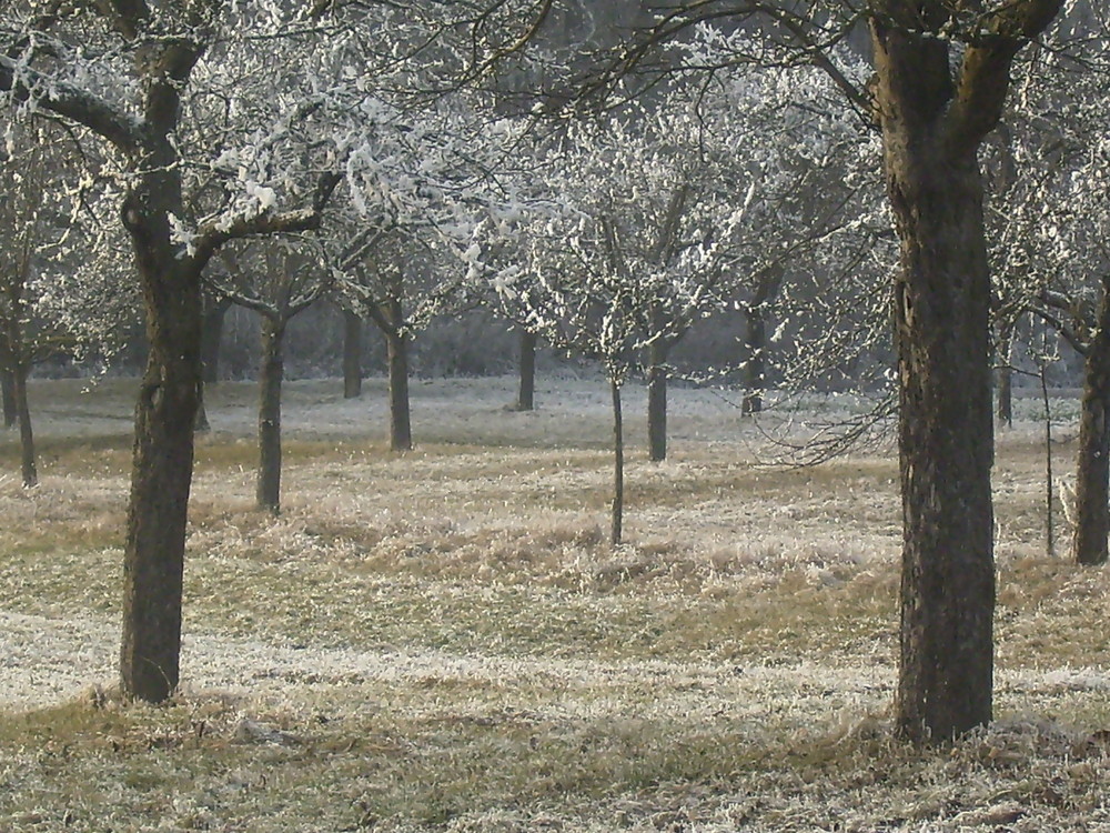 winterfrühling